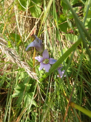 Gentianella caucasea