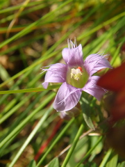 Gentianella caucasea
