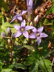 Gentianella caucasea
