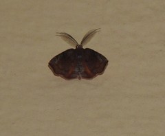 Achrosis rondelaria