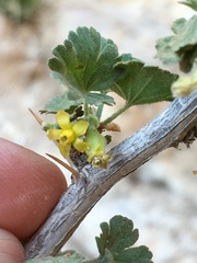 Ribes velutinum