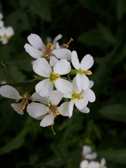 Diplotaxis erucoides