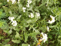 Diplotaxis erucoides