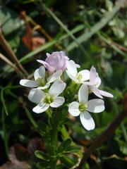 Cardamine raphanifolia acris