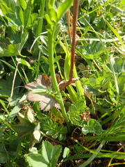 Cardamine raphanifolia acris