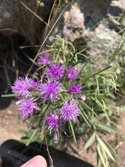 Vernonanthura nudiflora