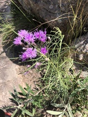 Vernonanthura nudiflora