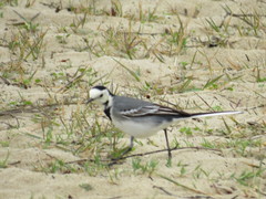 Motacilla alba