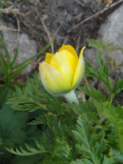 Pulsatilla aurea