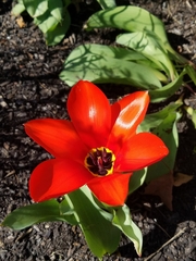 Tulipa
