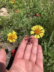 Gaillardia megapotamica