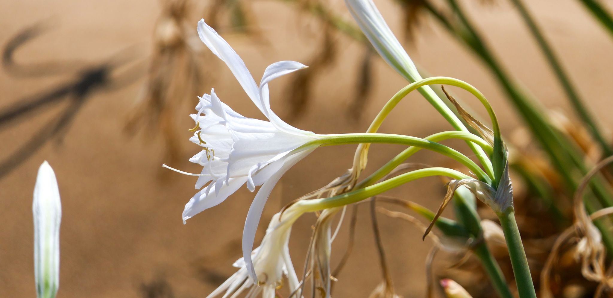 Pancratium maritimum