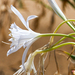 Pancratium maritimum - Photo 由 Falk Viczian Solarboot-Projekte gGmbH 所上傳的 (c) Falk Viczian Solarboot-Projekte gGmbH，保留部份權利CC BY-NC