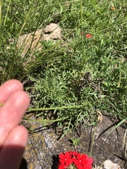 Gaillardia megapotamica