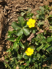 Potentilla ruprechtii