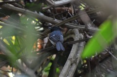 Trochocercus cyanomelas