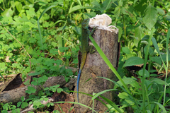 Acanthocercus ugandaensis