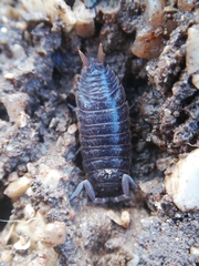 Porcellio dispar