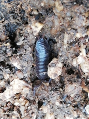 Porcellio dispar