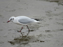 Chroicocephalus ridibundus