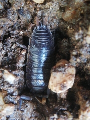Porcellio dispar