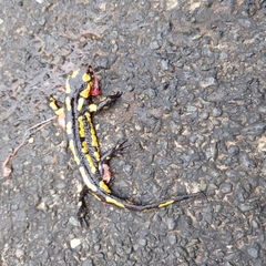 Salamandra salamandra