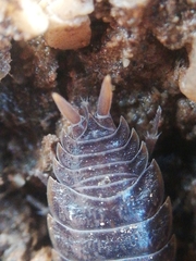 Porcellio dispar