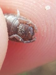 Porcellio dispar