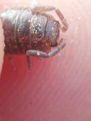 Porcellio dispar