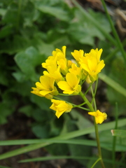 Draba hispida