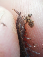 Porcellio dispar