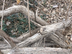 Buddleja alternifolia