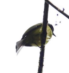 Myiodynastes hemichrysus
