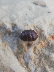 Leiostyla anglica