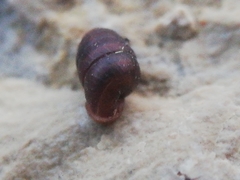 Leiostyla anglica