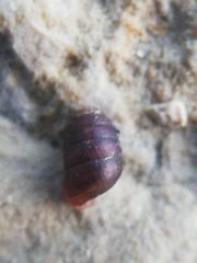Leiostyla anglica