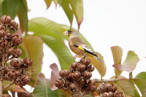 Oriental Greenfinch