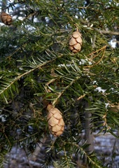 Media resource of Tsuga canadensis