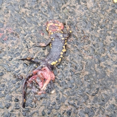 Salamandra salamandra