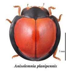 Anisolemnia planipennis