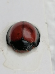 Anisolemnia planipennis