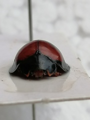 Anisolemnia planipennis