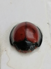 Anisolemnia planipennis