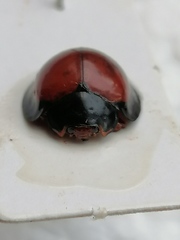 Anisolemnia planipennis