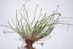 Eleocharis engelmannii
