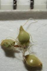 Eleocharis engelmannii