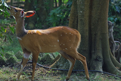 Tragelaphus scriptus bor