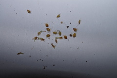 Eleocharis engelmannii