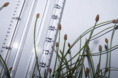 Eleocharis engelmannii