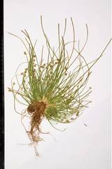 Eleocharis engelmannii